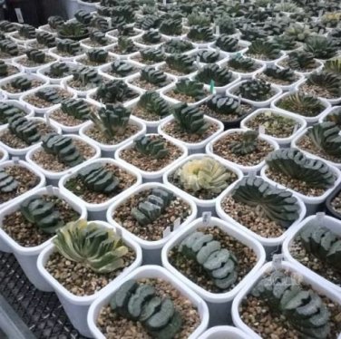 2 PCS Seeds Haworthia truncata Seed New Colorful Succulent Plant