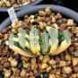 2 PCS Seeds Haworthia truncata Seed New Colorful Succulent Plant