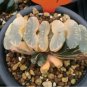 2 PCS Seeds Haworthia truncata Seed New Colorful Succulent Plant