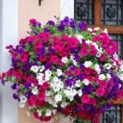 400 PCS Seeds Many Color Hanging Petunia