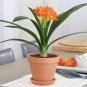 2 PCS Seeds Medium Flower Real Bowl clivia