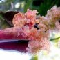 40 PCS Seeds Novel Finger Limes Citrus Pomegranate