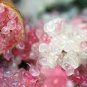 40 PCS Seeds Novel Finger Limes Citrus Pomegranate
