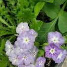 400 PCS Seeds Phlox Flower Outdoor Bonsai Plant