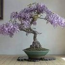 10 PCS Seeds Purple Wisteria Bonsai Tree 10 PCS Seeds Purple Wisteria Bonsai Tree