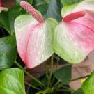 200 PCS Seeds Rare Flower Plant Anthurium