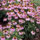 200 PCS Seeds Rare 'Yangko' Light Blue Echinacea purpurea 200 PCS Seeds Rare 'Yangko' Light Blue Echinacea purpurea