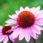 200 PCS Seeds Rare 'Yangko' Light Blue Echinacea purpurea