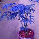200 PCS Seeds Rhododendron Flower Easy to Grow Azalea Bonsai