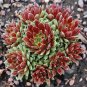 200 PCS Seeds Sempervivum Hybridum