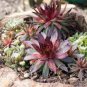 200 PCS Seeds Sempervivum Hybridum