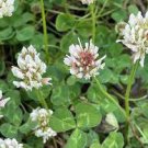 1000 PCS Seeds Trifolium repens Seeds White Clover Hokkaido