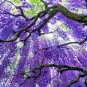 20 PCS Seeds Wisteria Wisteria Vine saplings Bonsai Upscale Vegetable Garden Plants