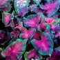240 PCS Seeds Caladium White Big Leaves with Greyish Purple Edge