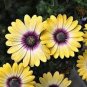 200 PCS Seeds Colorful Osteospermum