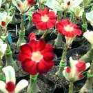2 PCS Seeds Desert Rose Seed Rose Red Single Petal with Light Purple Edge 2 PCS Seeds Desert Rose Seed Rose Red Single Petal with Light Purple Edge