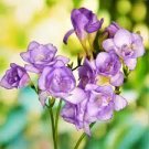 40 PCS Seeds Freesia Flower Purple Flowers