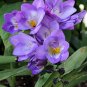 40 PCS Seeds Freesia Flower Purple Flowers