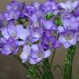 40 PCS Seeds Freesia Flower Purple Flowers