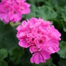 60 PCS Seeds Geranium