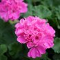 60 PCS Seeds Geranium