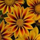 200 PCS Seeds Gerbera Daisy Seeds Hybrids