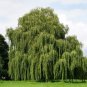 100 PCS Seeds Giant Willow Tree