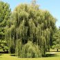 100 PCS Seeds Giant Willow Tree