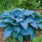 400 PCS Seeds Hosta Blue Color