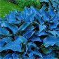 400 PCS Seeds Hosta Blue Color