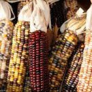 40 PCS Seeds Indian Colorful Corn