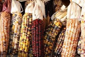 40 PCS Seeds Indian Colorful Corn