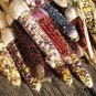 40 PCS Seeds Indian Colorful Corn
