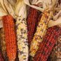 40 PCS Seeds Indian Colorful Corn