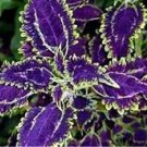 200 PCS Seeds Janpanse Bonsai Coleus Plants