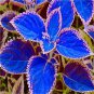 200 PCS Seeds Janpanse Bonsai Coleus Plants