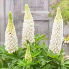 200 PCS Seeds Lupine Flowers