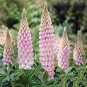 200 PCS Seeds Lupine Flowers