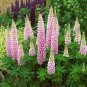200 PCS Seeds Lupine Flowers