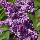 200 PCS Seeds Purple Japanese Lilac