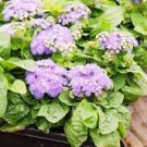 200 PCS Seeds Ageratum Conyzoides Flowers Rose Red Pink