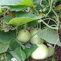 200 PCS Seeds Asian Vegetable Calabash Round Edible Bottle Gourd