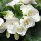 200 PCS Seeds Begonia Flower