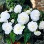 200 PCS Seeds Begonia Flower