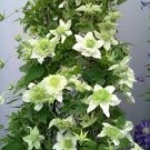 200 PCS Seeds Clematis Goldenish Green Color