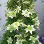 200 PCS Seeds Clematis Goldenish Green Color