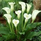 200 PCS Seeds Colorful Zantedeschia Aethiopica