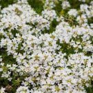 200 PCS Seeds Creeping Thyme Mixed Purple White Rose-Pink Blue Colors
