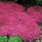 200 PCS Seeds Creeping Thyme Mixed Purple White Rose-Pink Blue Colors