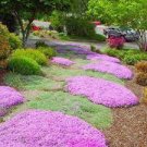 200 PCS Seeds Creeping Thyme Seeds Rock CRESS Rose Purple Color